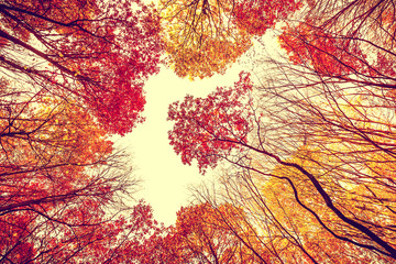 Autumn forest bottom view - colorful leaves, branches in autumn, october - obrazy, fototapety, plakaty