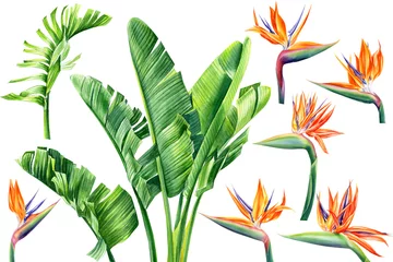 Papier Peint photo Strelitzia conception de la jungle, ensemble de fleurs et de feuilles de strelitzia sur fond blanc isolé, plantes tropicales aquarelles, illustration botanique, afrique