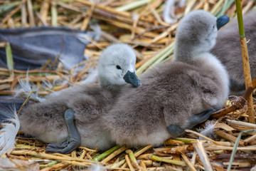 Fluffy baby mute swan cygnets signets chicks, Cygnus olor, with webbed feet, cuddling in nest. Grand Canal, Dublin, Ireland