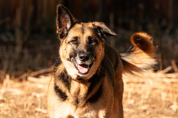 German Shepherd with flopped ear