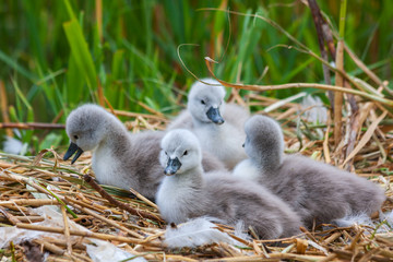 Four baby mute swan cygnets signets chicks, Cygnus olor, on nest at Grand Canal, Dublin, Ireland. Fluffy young birds with green reeds in background