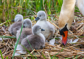 Mute swan female pen with four cygnets signets chicks, Cygnus olor. On nest at Grand Canal, Dublin, Ireland. Adult has white feathers and orange beak. Green reeds in background