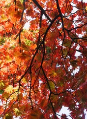 red leaves of japanese maple tree at autumn