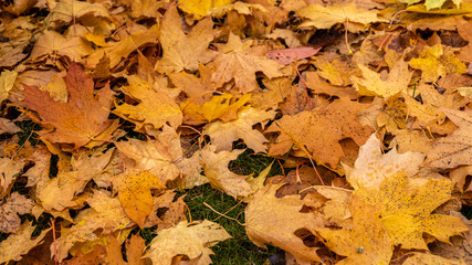 Buntes Herbstlaub im Garten