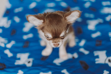 cucciolo di chihuahua