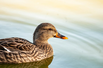 High Detail Duck