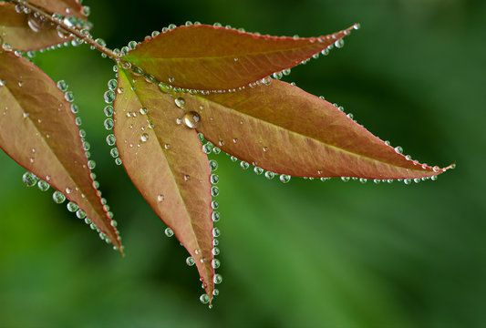 Guttation in leaves of Nandina. Guttation occurs when leaves can't transpire adequately and moisture builds up within the leaves. Excess moisture is exuded through pores at the leaf margins.