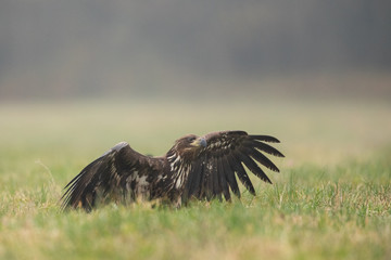 Birds of prey - white-tailed eagle in flight (Haliaeetus albicilla)
