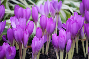 Violet beauty colchicum flower blossoms