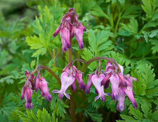 Wild bleeding heart (Dicentra eximia) in early spring woodland in central Virginia
