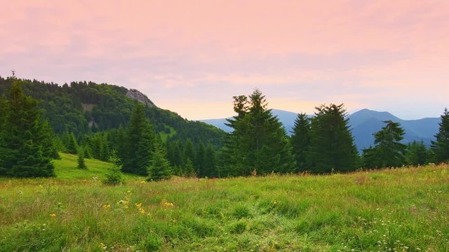 Beautiful forest and meadow in Mala Fatra national park, Slovakia. Hiking in Slovakia mountains near Maly Rozsutec. Fresh green nature in summer day, shortly after sunrise. Nice flowers on meadow