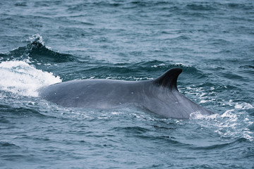 Fototapeta premium whale