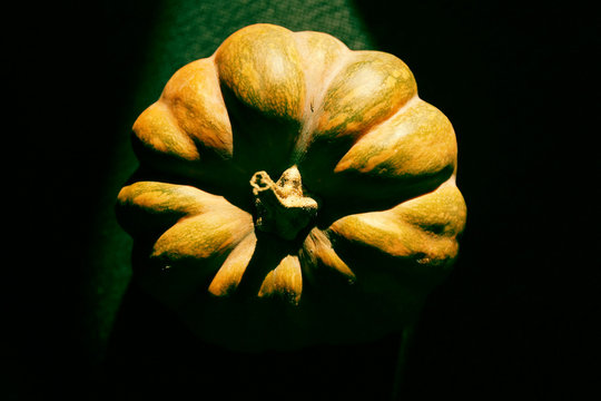 zucca 