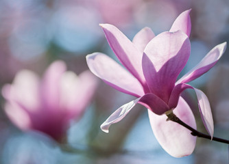 Blossoms of tulip magnolia (Magnolia liliiflora) in early spring in central Virginia