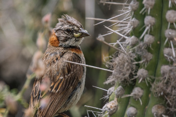 bird