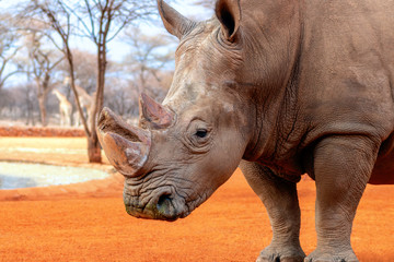 Naklejka premium Portrait of a male bull white Rhino grazing in Etosha National park, Namibia. Wild african animals. Close up of a rhino