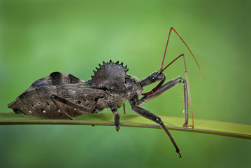 Wheel bug (Arilus cristatus), showing long piercing proboscis and spiked, wheellike pronotal armor...