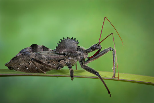 Wheel bug (Arilus cristatus), showing long piercing proboscis and spiked, wheellike pronotal armor on its thorax. 