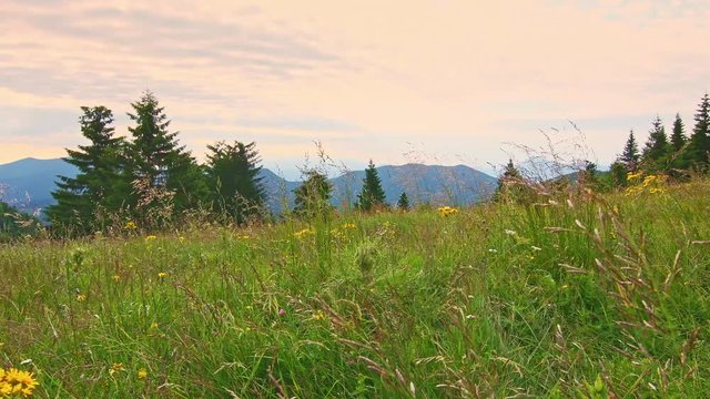 Beautiful forest and meadow in Mala Fatra national park, Slovakia. Hiking in Slovakia mountains near Maly Rozsutec. Fresh green nature in summer day, shortly after sunrise. Nice flowers on meadow