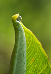 Droplet of liquid formed on tip of elepant-ear leaf (Colocasia sp.) due to guttation. Leaf is expelling excess water being absorbed by the roots.