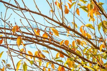 Autumn yellowed leaves against a blue sky at sunset