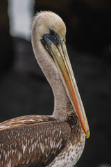 pelican