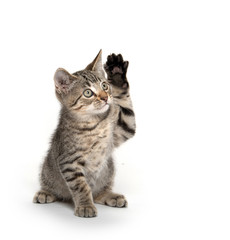 Cute kitten playing on white background