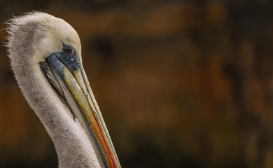 pelican