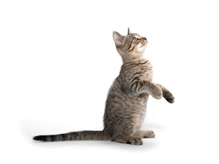 Cute kitten playing on white background