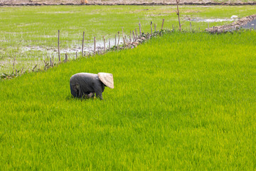 Woman nationality Mnong in daklak province in the morning, working in the rice fields, among the green rice seedlings.