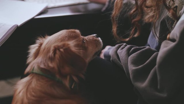 woman at the desk and her dog. shot inn slow motion