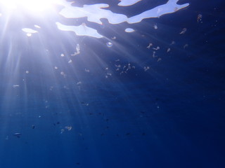 groupe de méduses pélagias  group of Pelagia jellyfish
