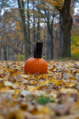 black kitten on pumpkin © Tony Campbell