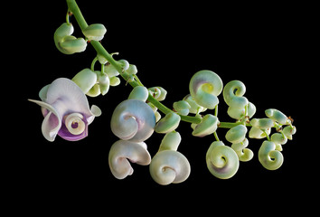 Snail Flower ( Phaseolus caracalla). Ants are feeding on extrafoliar nectarines.