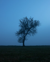 Obraz premium tree in fog