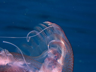 méduse pelagia de près  pelagia jellyfish close