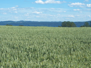 Wiew of the swedish island Visingsö.