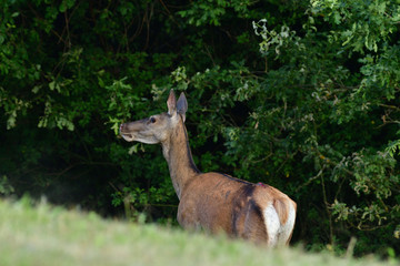 Portrait of hind head on the meadow