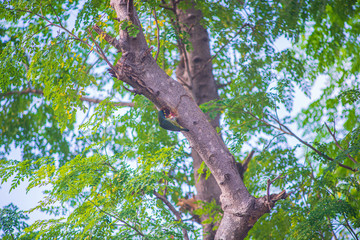 coppersmith barbet, crimson-breasted barbet, coppersmith (Megalaima haemacephala) Drilling or digging trees Megalaimidae is a bird that lives in Asia on the tree.