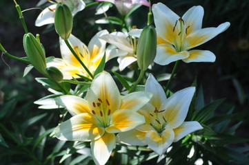Obraz na płótnie Canvas lilies yellow 3 