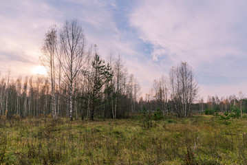 Colorful sunset over a field of young pine trees, birches and fading grass. Beautiful evening autumn landscape HDR
