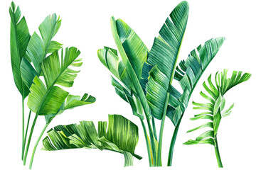 Naklejka na ściany i meble jungle design, set of strelitzia green leaves on an isolated white background, watercolor tropical plants, botanical illustration, africa