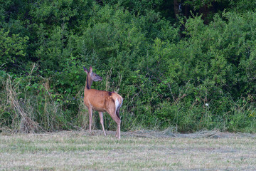 Doe deers grazing on the meadow in rut season