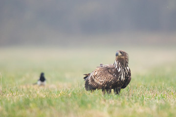 Birds of prey - white-tailed eagle in flight (Haliaeetus albicilla)