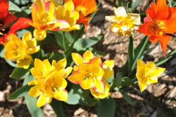 Obraz na płótnie Canvas yellow daffodils 2