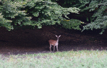 Doe deer comes out of the forest on a mud during pairing season