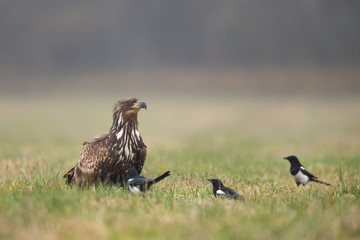 Birds of prey - white-tailed eagle in flight (Haliaeetus albicilla)