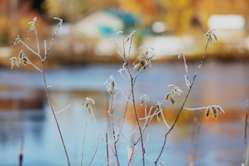 grass in winter