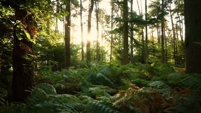 Slowly moving across a forest floor at sunrise with sunlight shining through bracken in the English countryside