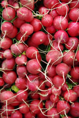 Close-up full frame top view of fresh organic radishes displayed at a market stand
